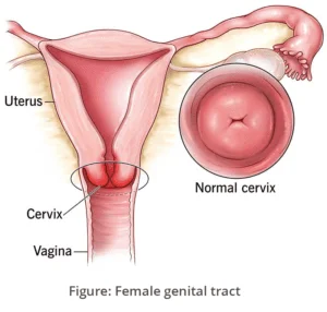 female genital tract